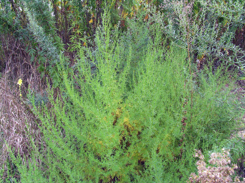 Artemisia annua / Assenzio annuale